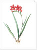 Gladiolus cardinalis, Glaieul cardinal; Waterfall Gladiolus, New Year Lily; Superb Gladiolus by Pierre Joseph Redouté