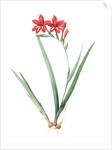 Gladiolus cardinalis, Glaieul cardinal; Waterfall Gladiolus, New Year Lily; Superb Gladiolus by Pierre Joseph Redouté