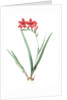 Gladiolus cardinalis, Glaieul cardinal; Waterfall Gladiolus, New Year Lily; Superb Gladiolus by Pierre Joseph Redouté