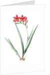 Gladiolus cardinalis, Glaieul cardinal; Waterfall Gladiolus, New Year Lily; Superb Gladiolus by Pierre Joseph Redouté