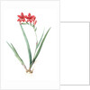 Gladiolus cardinalis, Glaieul cardinal; Waterfall Gladiolus, New Year Lily; Superb Gladiolus by Pierre Joseph Redouté