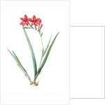 Gladiolus cardinalis, Glaieul cardinal; Waterfall Gladiolus, New Year Lily; Superb Gladiolus by Pierre Joseph Redouté