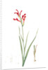 Antholyza cunonia, Antholyse papilionacée, Gladiolus; Sword Lily; Corn flag; Scarlet-flowered Antholyza by Pierre Joseph Redouté
