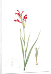 Antholyza cunonia, Antholyse papilionacée, Gladiolus; Sword Lily; Corn flag; Scarlet-flowered Antholyza by Pierre Joseph Redouté