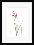 Antholyza cunonia, Antholyse papilionacée, Gladiolus; Sword Lily; Corn flag; Scarlet-flowered Antholyza by Pierre Joseph Redouté