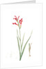 Antholyza cunonia, Antholyse papilionacée, Gladiolus; Sword Lily; Corn flag; Scarlet-flowered Antholyza by Pierre Joseph Redouté