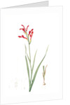 Antholyza cunonia, Antholyse papilionacée, Gladiolus; Sword Lily; Corn flag; Scarlet-flowered Antholyza by Pierre Joseph Redouté