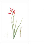 Antholyza cunonia, Antholyse papilionacée, Gladiolus; Sword Lily; Corn flag; Scarlet-flowered Antholyza by Pierre Joseph Redouté