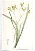Anigozanthos flavida, Anigosanthos flavida; Anigosanthe jaunâtre; Australian Sword Lily by Pierre Joseph Redouté