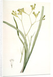 Anigozanthos flavida, Anigosanthos flavida; Anigosanthe jaunâtre; Australian Sword Lily by Pierre Joseph Redouté