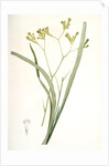 Anigozanthos flavida, Anigosanthos flavida; Anigosanthe jaunâtre; Australian Sword Lily by Pierre Joseph Redouté