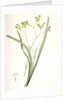 Anigozanthos flavida, Anigosanthos flavida; Anigosanthe jaunâtre; Australian Sword Lily by Pierre Joseph Redouté