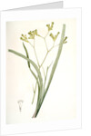 Anigozanthos flavida, Anigosanthos flavida; Anigosanthe jaunâtre; Australian Sword Lily by Pierre Joseph Redouté