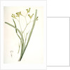 Anigozanthos flavida, Anigosanthos flavida; Anigosanthe jaunâtre; Australian Sword Lily by Pierre Joseph Redouté
