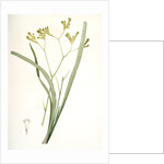 Anigozanthos flavida, Anigosanthos flavida; Anigosanthe jaunâtre; Australian Sword Lily by Pierre Joseph Redouté