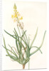 Anthericum frutescens, Bulbine fruitscens by Pierre Joseph Redouté
