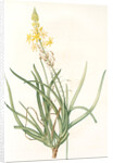Anthericum frutescens, Bulbine fruitscens by Pierre Joseph Redouté