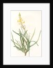 Anthericum frutescens, Bulbine fruitscens by Pierre Joseph Redouté
