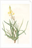 Anthericum frutescens, Bulbine fruitscens by Pierre Joseph Redouté