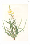 Anthericum frutescens, Bulbine fruitscens by Pierre Joseph Redouté