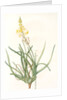 Anthericum frutescens, Bulbine fruitscens by Pierre Joseph Redouté
