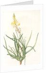 Anthericum frutescens, Bulbine fruitscens by Pierre Joseph Redouté