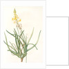 Anthericum frutescens, Bulbine fruitscens by Pierre Joseph Redouté