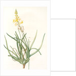 Anthericum frutescens, Bulbine fruitscens by Pierre Joseph Redouté