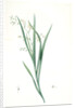 Diasia graminifolia, Melasphaerula graminea; Diasie à feuilles de gramen, Grass-leaved Melasphaerula by Pierre Joseph Redouté