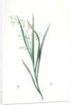 Diasia graminifolia, Melasphaerula graminea; Diasie à feuilles de gramen, Grass-leaved Melasphaerula by Pierre Joseph Redouté