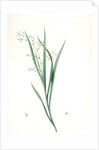 Diasia graminifolia, Melasphaerula graminea; Diasie à feuilles de gramen, Grass-leaved Melasphaerula by Pierre Joseph Redouté