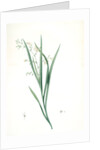 Diasia graminifolia, Melasphaerula graminea; Diasie à feuilles de gramen, Grass-leaved Melasphaerula by Pierre Joseph Redouté