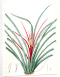 Bromella Karatas, Karatas Plumieri; Ananas karatas by Pierre Joseph Redouté
