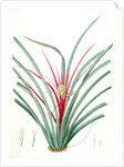 Bromella Karatas, Karatas Plumieri; Ananas karatas by Pierre Joseph Redouté