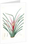Bromella Karatas, Karatas Plumieri; Ananas karatas by Pierre Joseph Redouté