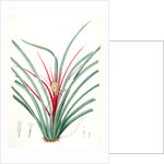Bromella Karatas, Karatas Plumieri; Ananas karatas by Pierre Joseph Redouté
