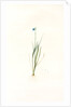 Sisyrinchium gramineum, Sisyrinchium angustifolium; Bermudienne à petites fleurs; Blue-eyed Grass by Pierre Joseph Redouté