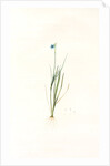 Sisyrinchium gramineum, Sisyrinchium angustifolium; Bermudienne à petites fleurs; Blue-eyed Grass by Pierre Joseph Redouté