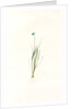 Sisyrinchium gramineum, Sisyrinchium angustifolium; Bermudienne à petites fleurs; Blue-eyed Grass by Pierre Joseph Redouté