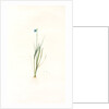 Sisyrinchium gramineum, Sisyrinchium angustifolium; Bermudienne à petites fleurs; Blue-eyed Grass by Pierre Joseph Redouté