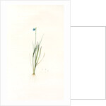 Sisyrinchium gramineum, Sisyrinchium angustifolium; Bermudienne à petites fleurs; Blue-eyed Grass by Pierre Joseph Redouté