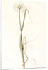 Allium palens, Allium pallens; Ail pâle, Dune bentgrass by Pierre Joseph Redouté
