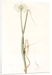 Allium palens, Allium pallens; Ail pâle, Dune bentgrass by Pierre Joseph Redouté