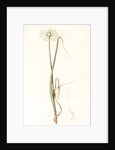 Allium palens, Allium pallens; Ail pâle, Dune bentgrass by Pierre Joseph Redouté