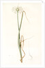 Allium palens, Allium pallens; Ail pâle, Dune bentgrass by Pierre Joseph Redouté