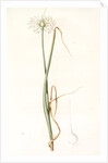 Allium palens, Allium pallens; Ail pâle, Dune bentgrass by Pierre Joseph Redouté