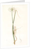 Allium palens, Allium pallens; Ail pâle, Dune bentgrass by Pierre Joseph Redouté
