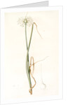 Allium palens, Allium pallens; Ail pâle, Dune bentgrass by Pierre Joseph Redouté
