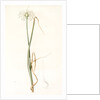 Allium palens, Allium pallens; Ail pâle, Dune bentgrass by Pierre Joseph Redouté