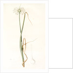 Allium palens, Allium pallens; Ail pâle, Dune bentgrass by Pierre Joseph Redouté